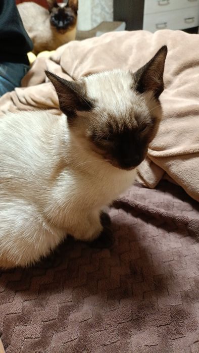 Кошенята меконгського бобтейла