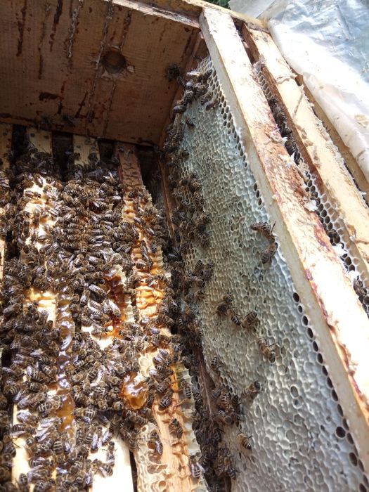 Бджоломатки Карніка