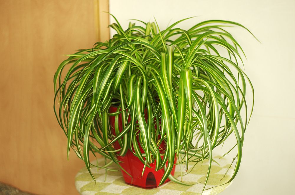 продам хлорофитум бонни океан