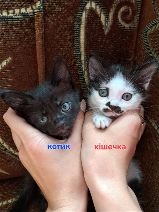 Котята шукають дім
