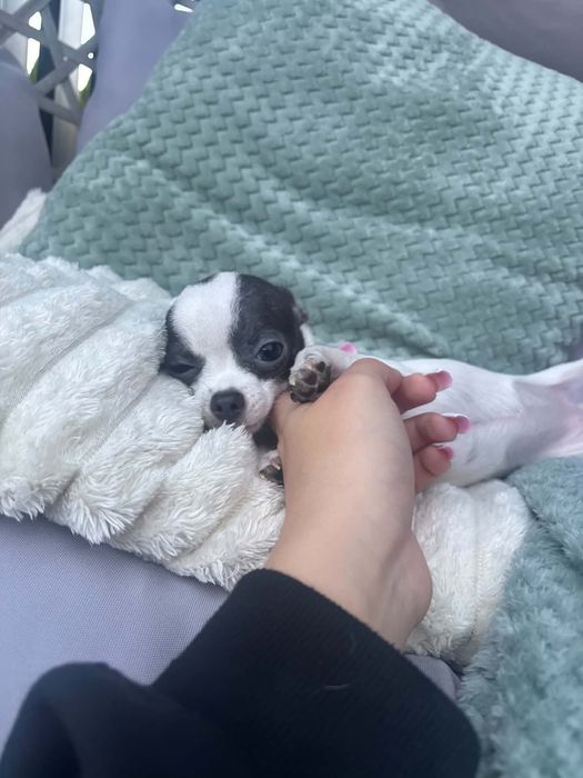 Chihuahua FCI dziewczynka