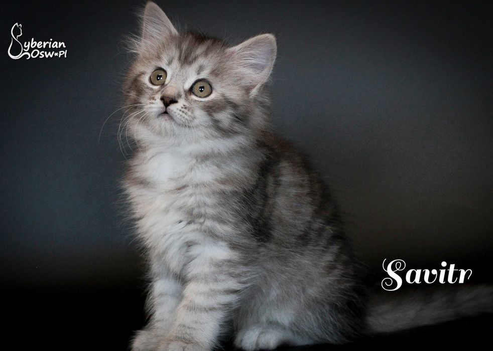 SAVITR Sib Black Silver Mackerel Tabby