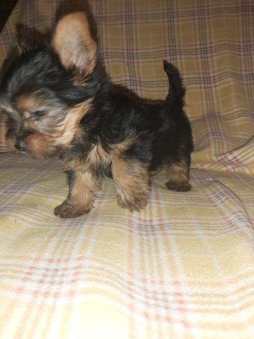 Yorkshire terrier miniatura