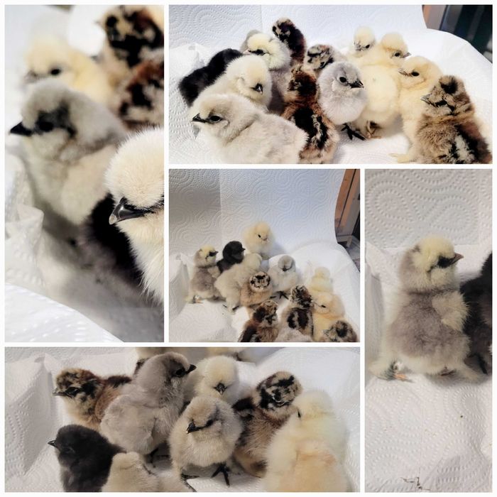 Pisklaki Silki jedwabiste i loki mix