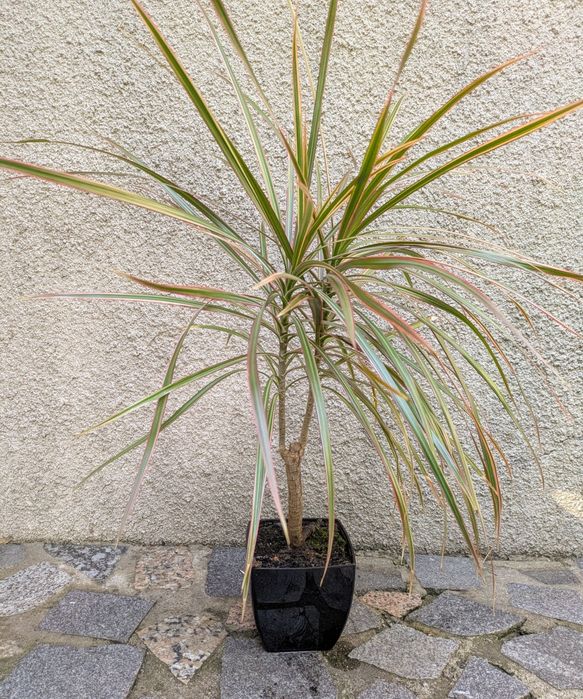 Plantas , catos, suculentas, protea, leucadendro