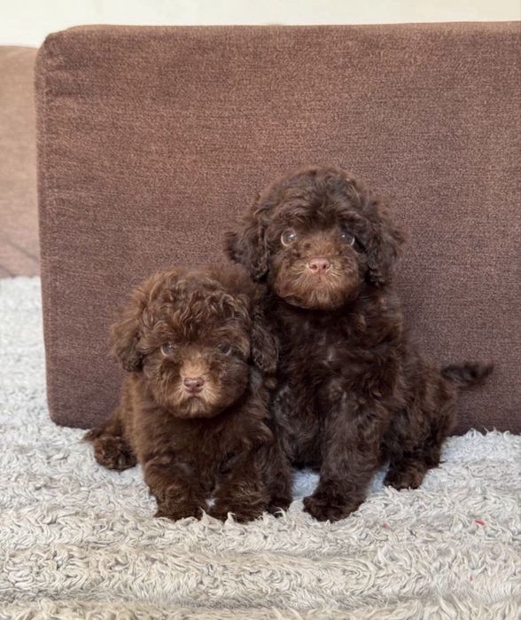 Той пудель шоколад