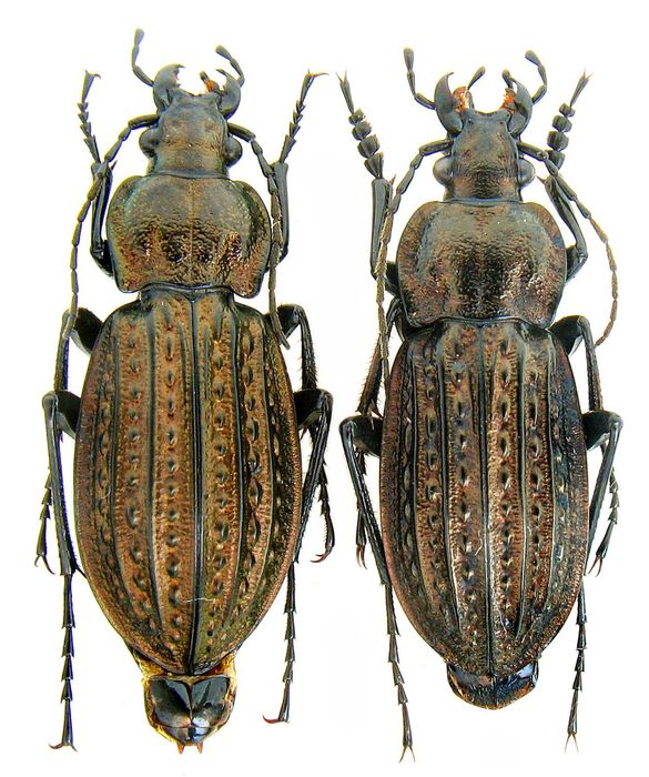 Турун Менергеймі коллекция насекомые комахи, жуки, ентомологія