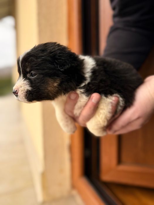 Собака дівчинка, лагідна