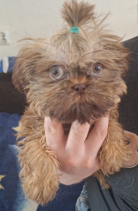 Gaga mini sunia shih tzu / domowa hodowla