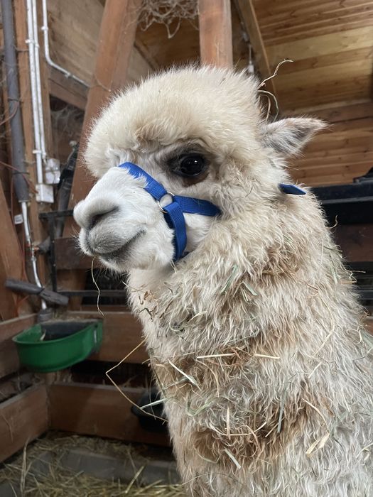 Alpaki samiczki i samce Appaloosa i Grey