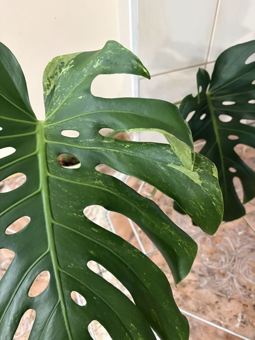 Monstera oceana mint