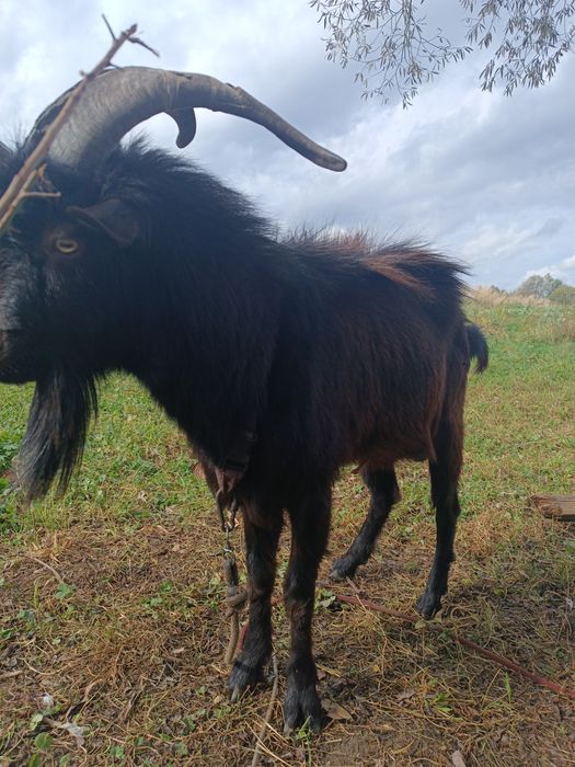 Цап ( козел ) для покриття кізочок