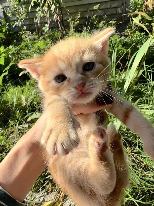 Котенята шукають домівку