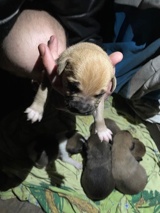 Отдам щенков в добрые руки