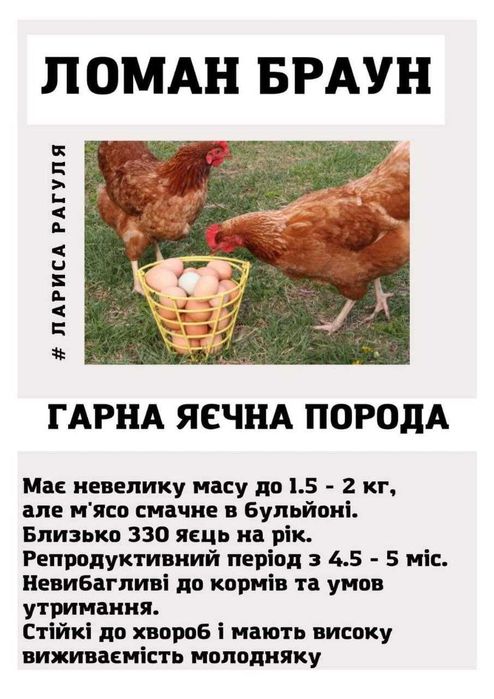 Яйце інкубаційне Несучка Бройлер М'ясо-яєчка