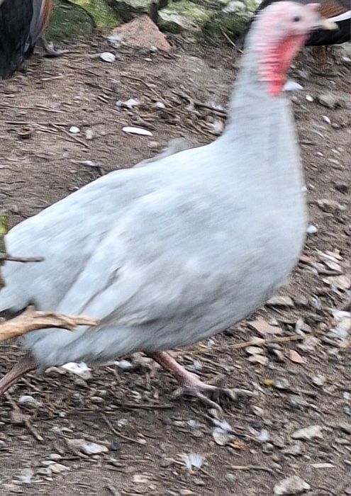 Jaja legowe,jajka perliczki ogolnej ,perliczek brojler indykow gesi.