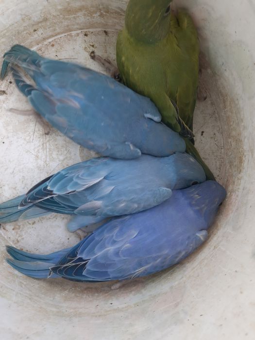 Sprzedam parę lęgową