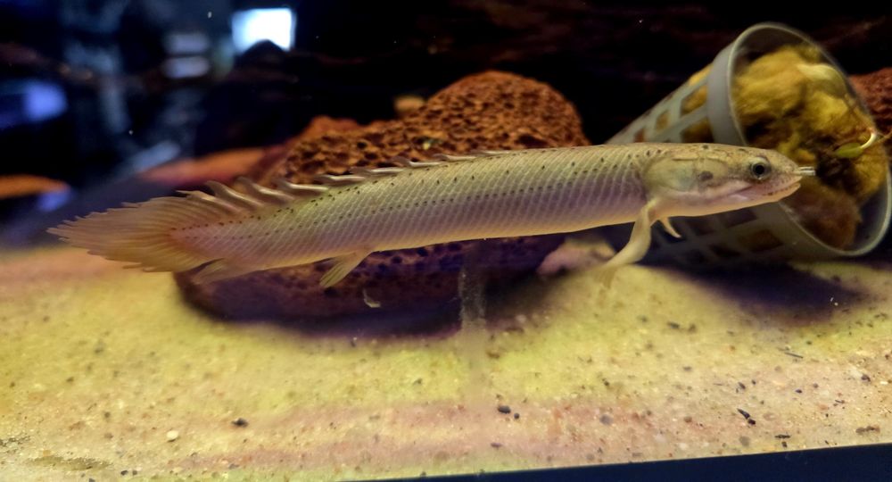 Polypterus senegalski