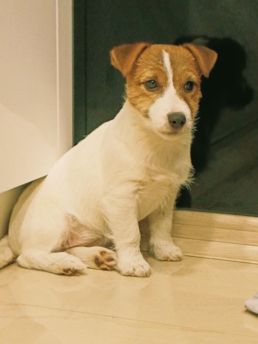 Jack Russell Terrier suczka