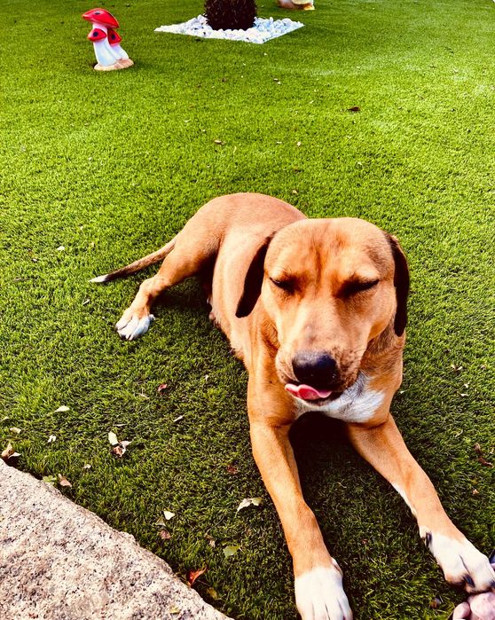 Cadela Perdigueira / Raçada