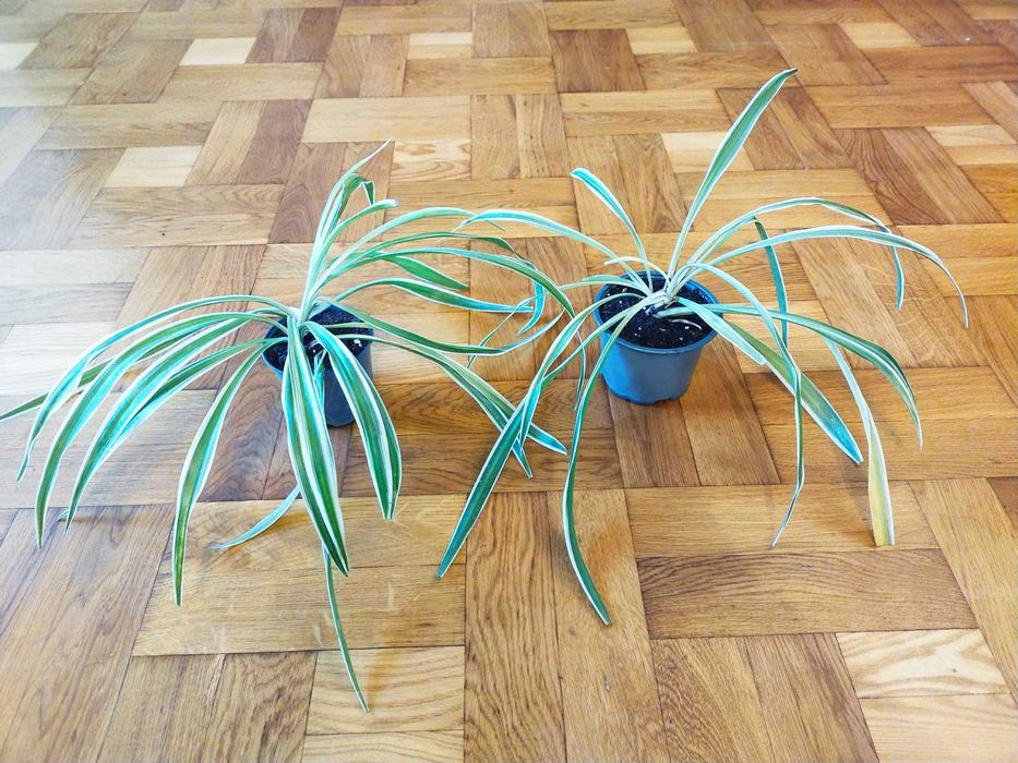 Хлорофитум хохлатый