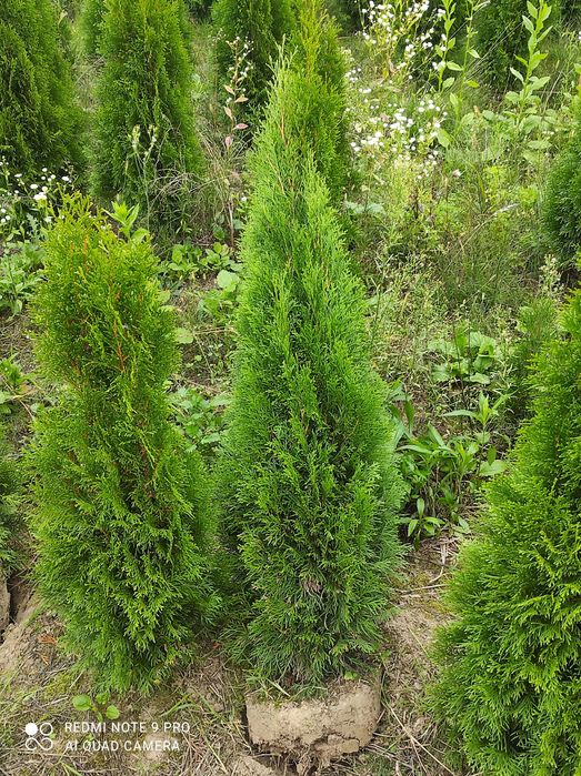 Tuja szmaragd   120 cm, bryła korzeniowa 6 l, bezproblemowe przyjęcie