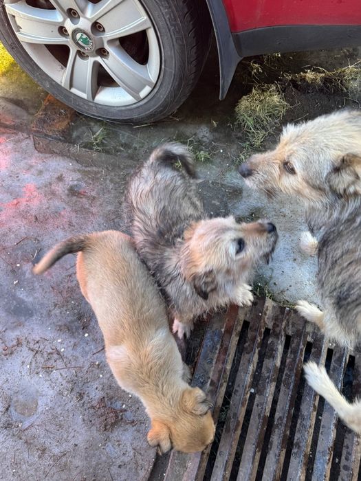 Цуценята. Дві дівчинки