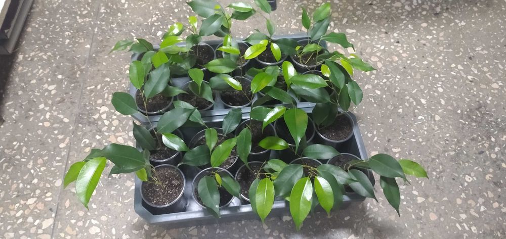 Черенки  фікусів