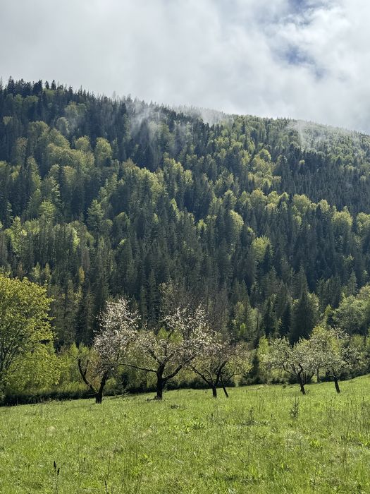 Ділянка в Карпатах, Микуличин земля біля потічка, біля заповідника ,