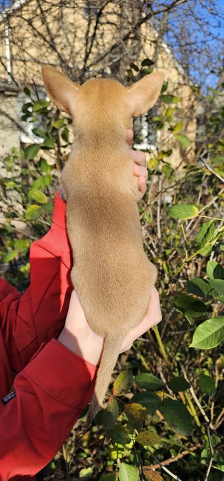 Чихуахуа КСУ девочка