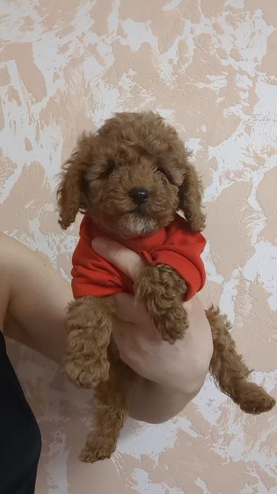 Дуже гарний цуцик мальтiпу!
