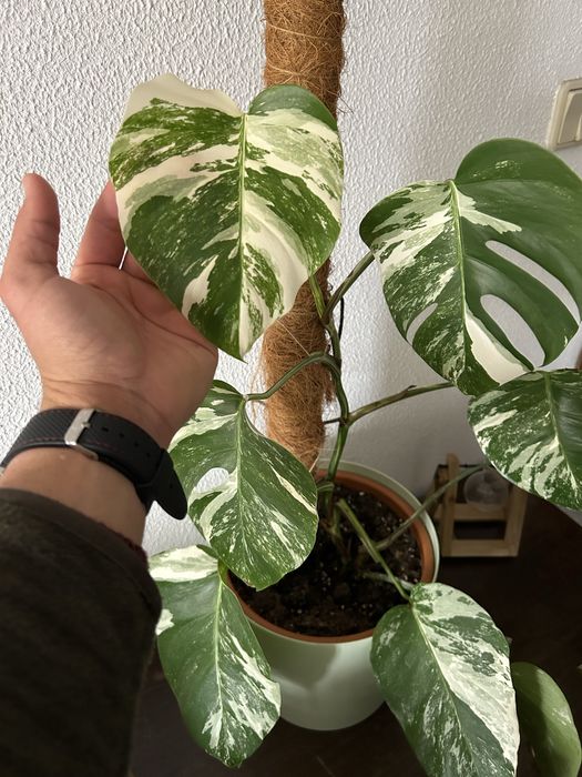 Monstera variegata