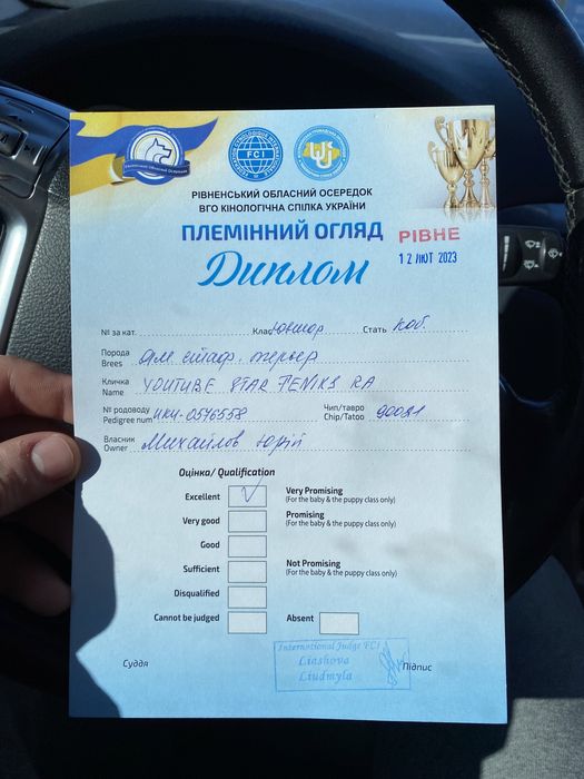 Амстафф КСУ шукає подругу для случки