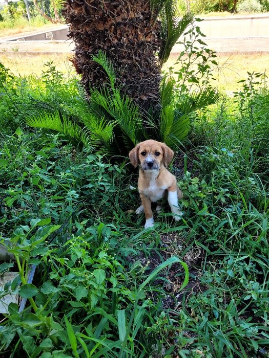 Cãezinhos para adoção - 3 meses e meio - mãe cruzada caniche