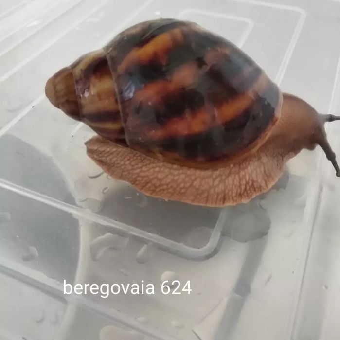Продаётся улиточка Архахатина маргината сутуралис стандарт.