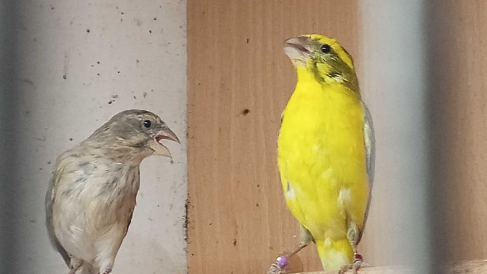 Kanarki Kulczyk Flaviventris 2024 sprowadzone z Włoch