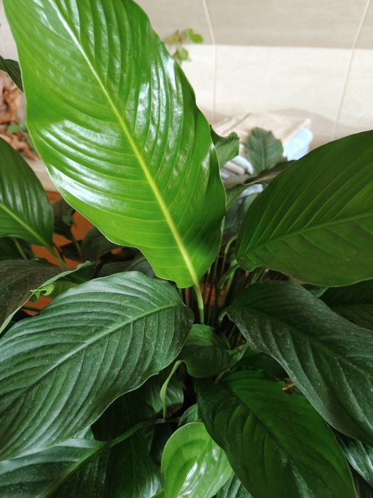 Skrzydłokwiat piękny okaz