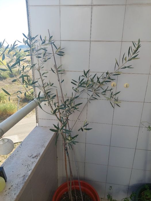 Oliveira (Olea europea)