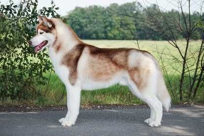 Szczenię husky ZKwP FCI haski