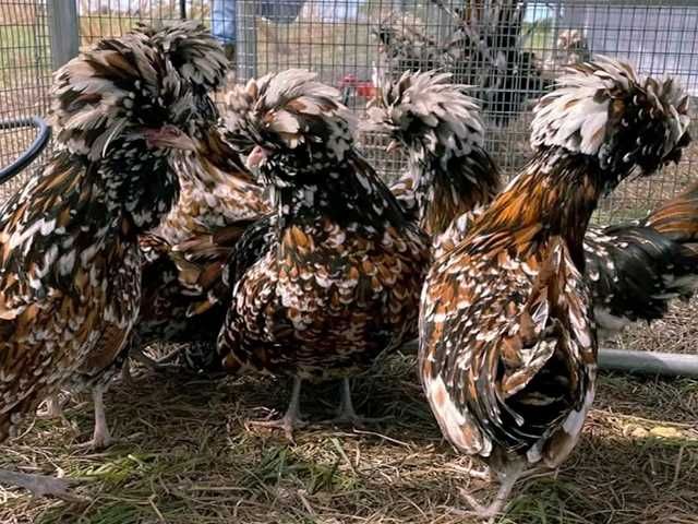 Яйце на інкубацію, курчата, Падуан: золото, фарфоровий.