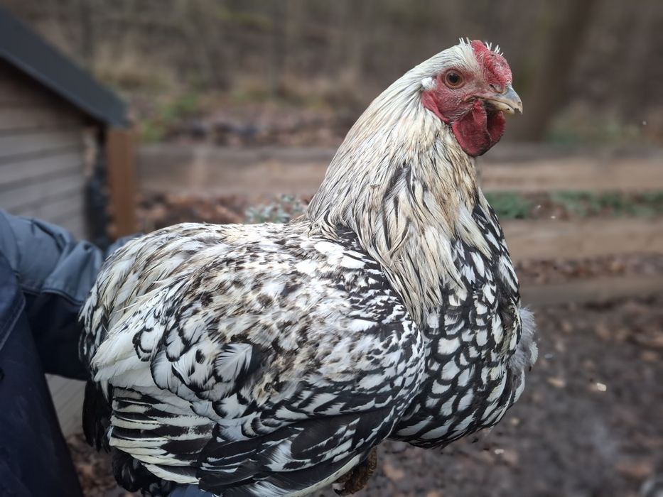 Kogut rasy Wyandotte srebrzysto-łuskowany