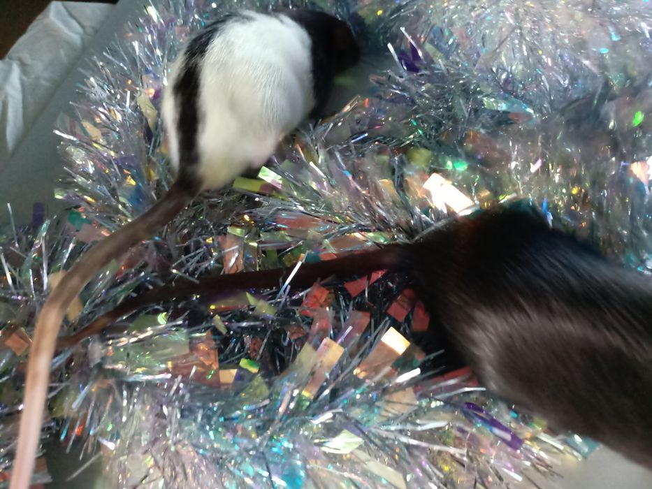 Криски декоративні, щурі