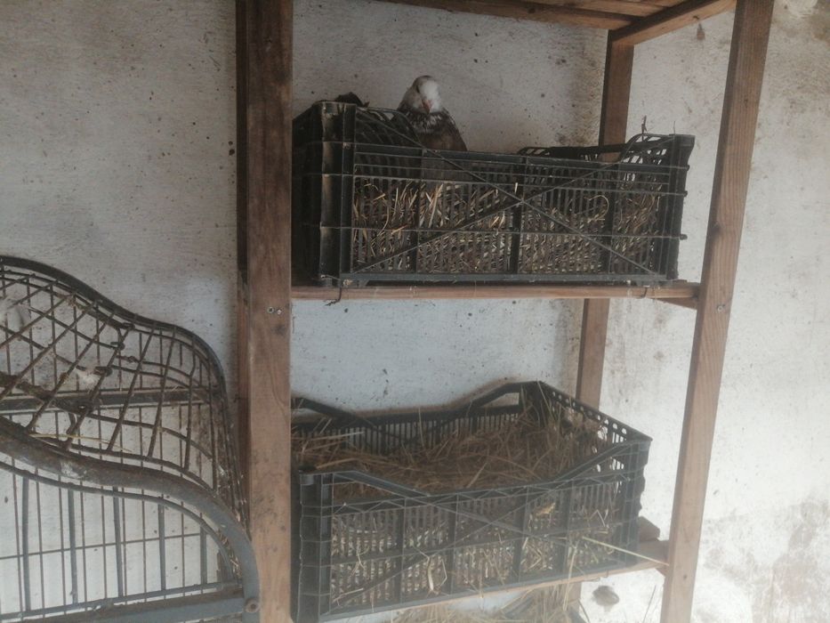 Pombos dragões puros