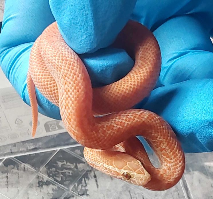 Wąż mahoniowy Boaedon capensis albino T+