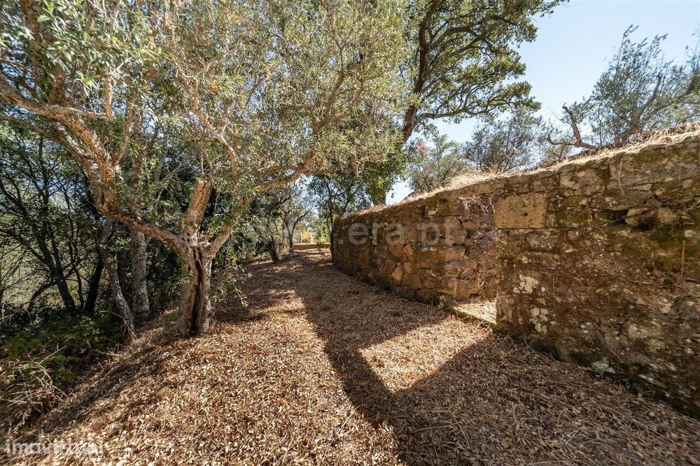 Lote / Covilhã, Dominguiso