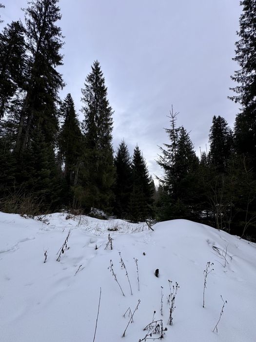 Ділянка в Карпатах біля річки ( Кривопільський перевал )