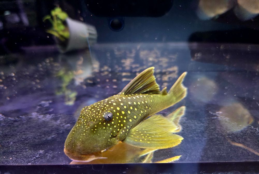 Zbrojnik L200 green phantom (Hemiancistrus subviridis) odłów f0