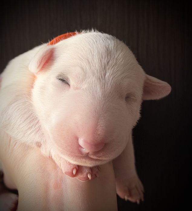 Bulterier Bullterrier ZKwP FCI