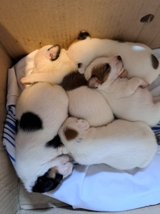 Фокс терьер ,чистокровная без документов