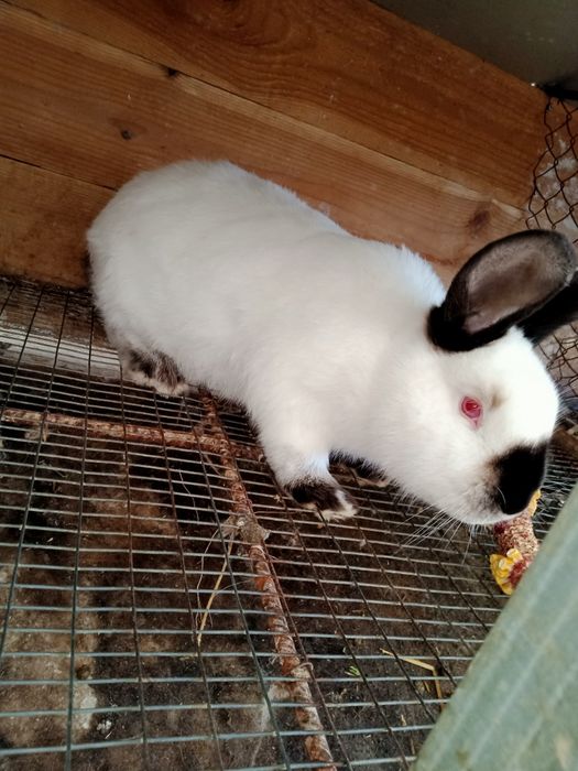 Кролики каліфорнійські(самиці, самці,пари, кроленята))